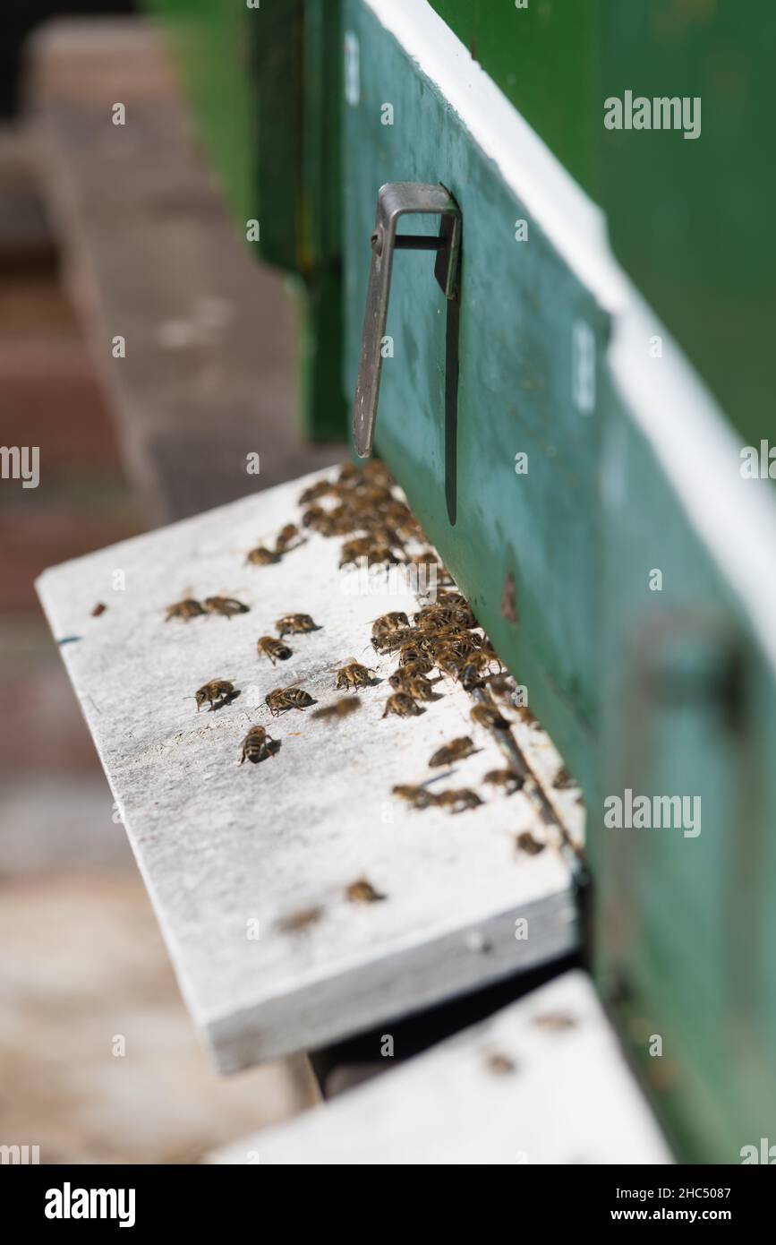 honey bees are getting in and out of a honeycomb Stock Photo