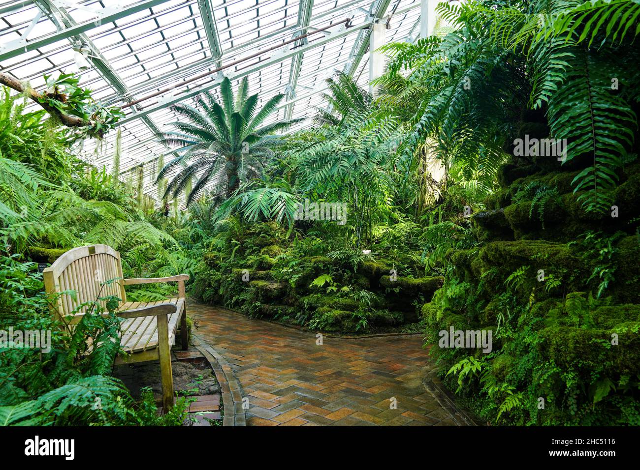 Beautiful shot of a green forest during the day Stock Photo - Alamy