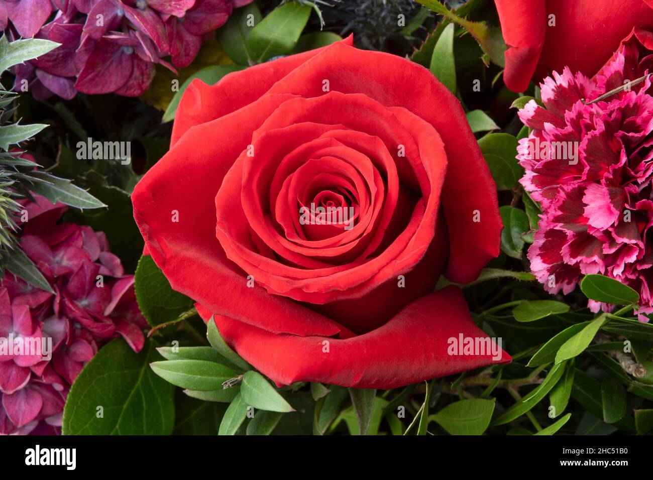 Middle Of A Rose High Resolution Stock Photography and Images - Alamy