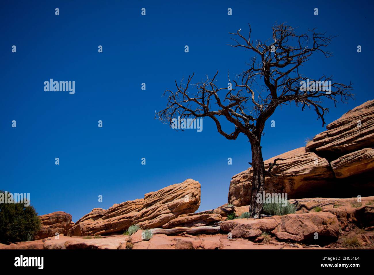 Lonely dead tree against the blue sky, Canyon de Chelly National Monument, Tsaile, Arizona, USA. Stock Photo
