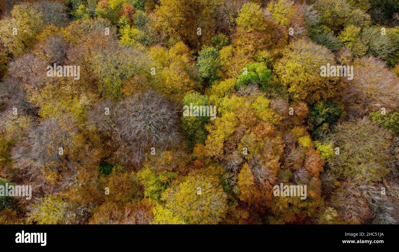 Aerial shot of autumn dense trees in the forest Stock Photo - Alamy
