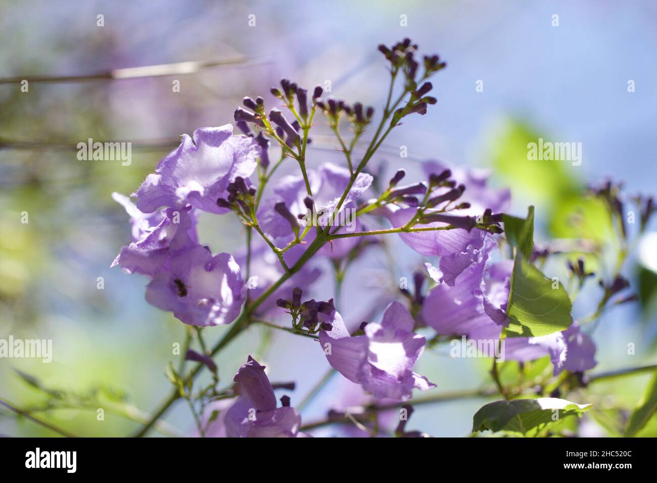 Closeup of the Jacaranda flowers Stock Photo Alamy
