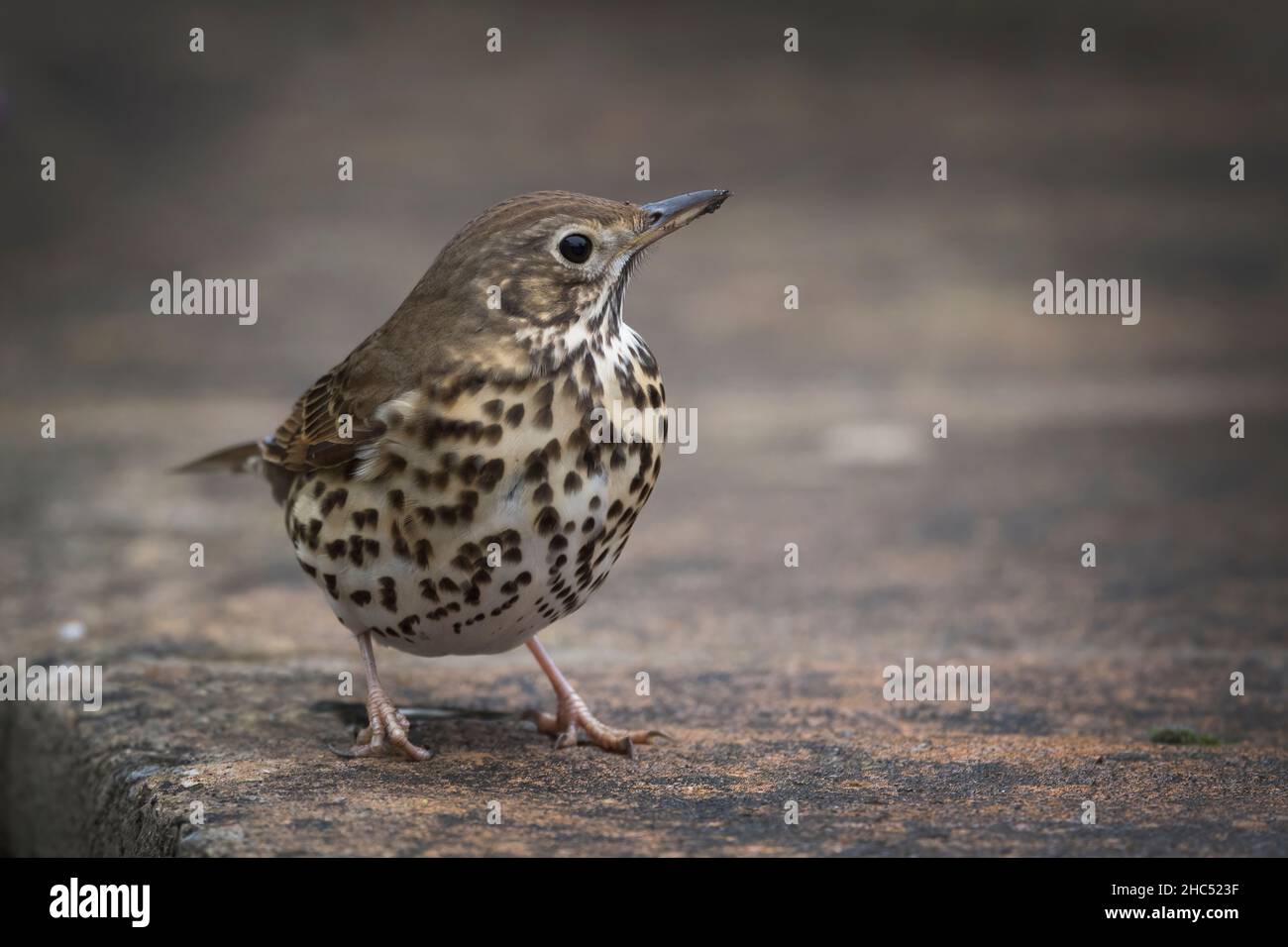 Song Thrush photographed in Southern England in mid winter Stock Photo