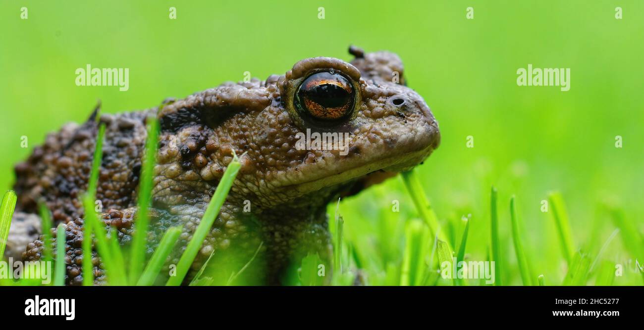 Closeup on an adult Common European Toad, Bufo bufo against a green soft bakcground in the garden Stock Photo