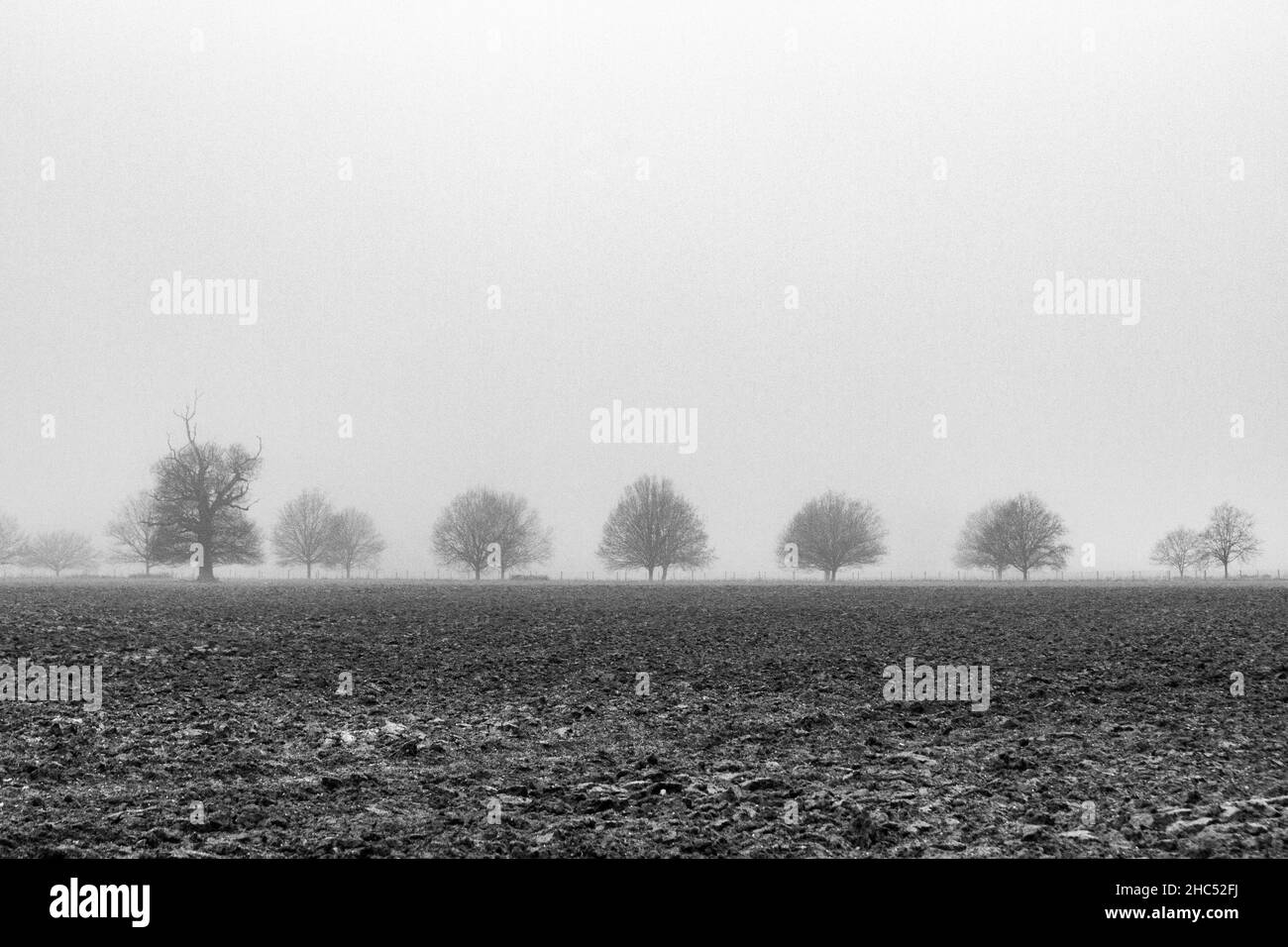 Trees in the fog, Great Windsor Park, Berkshire, UK.. Stock Photo