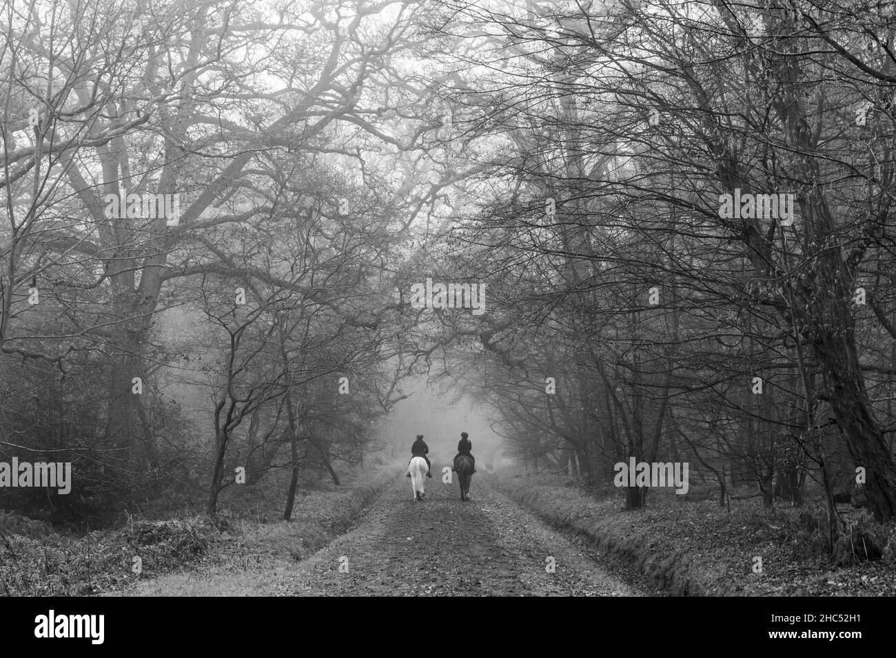A pair of horse riders in Great Windsor Park on a foggy, winters day. Stock Photo