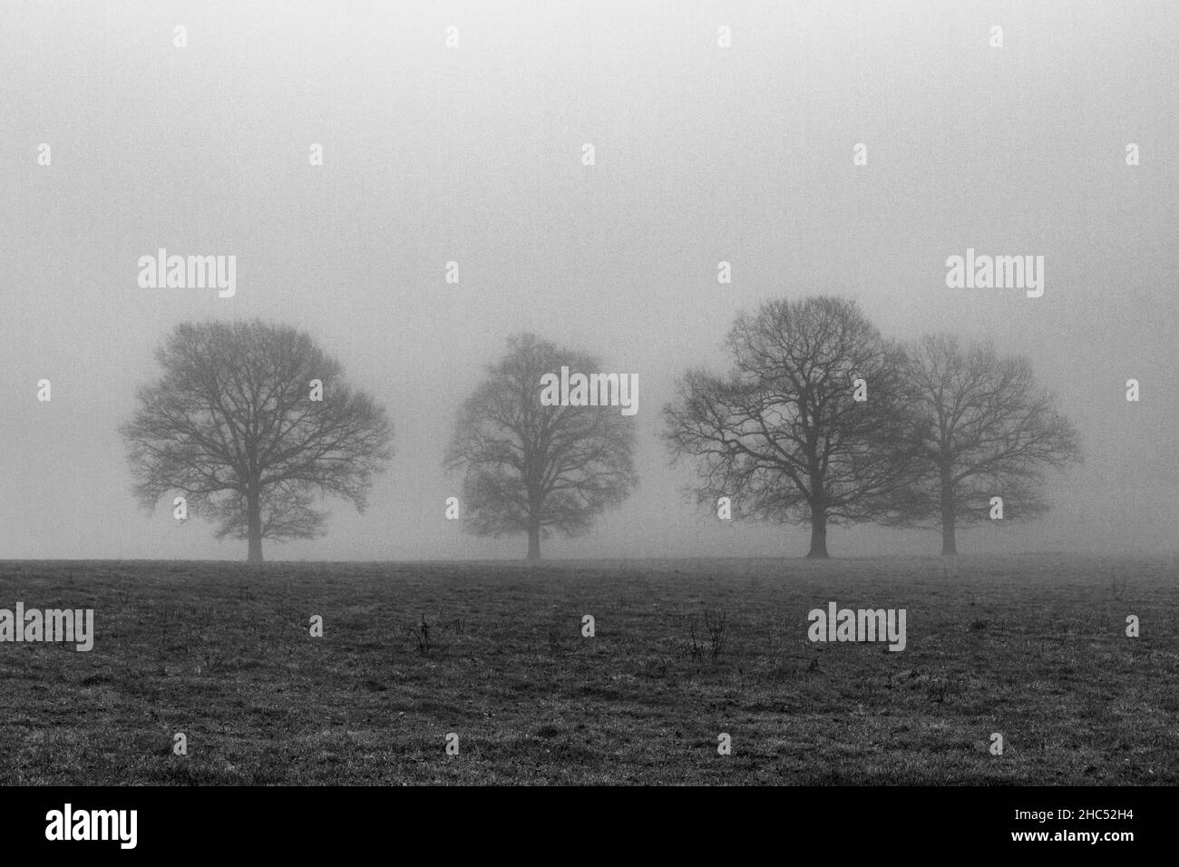 Trees in the fog (deliberate high contrast), Great Windsor Park, Berkshire, UK.. Stock Photo