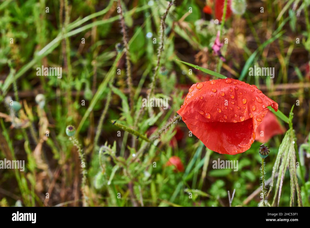 Green field spring poppy hi-res stock photography and images - Alamy