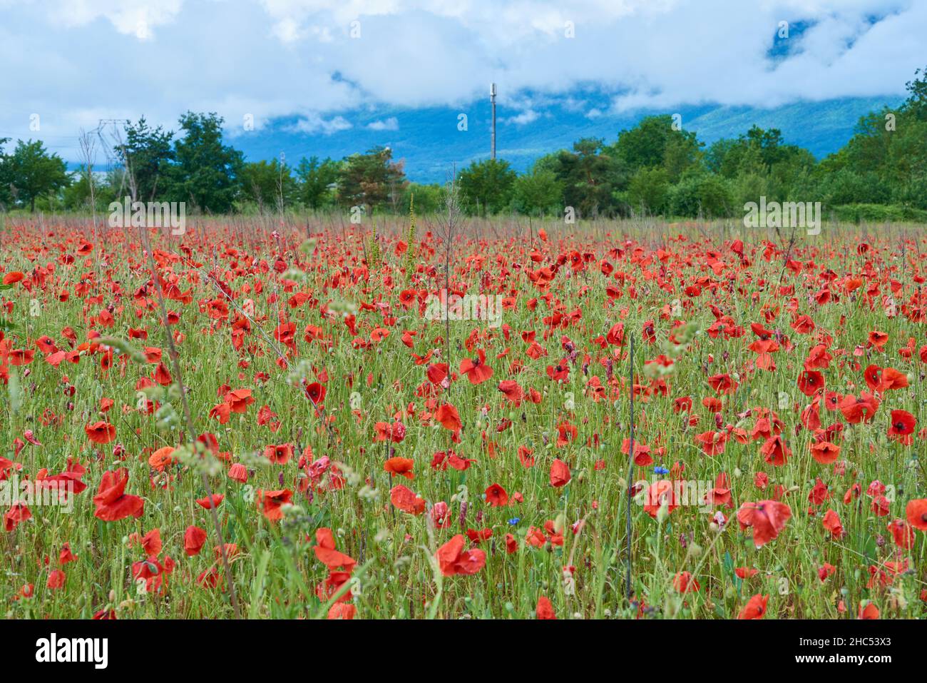 Poppy flower farm with nature hi-res stock photography and images - Alamy