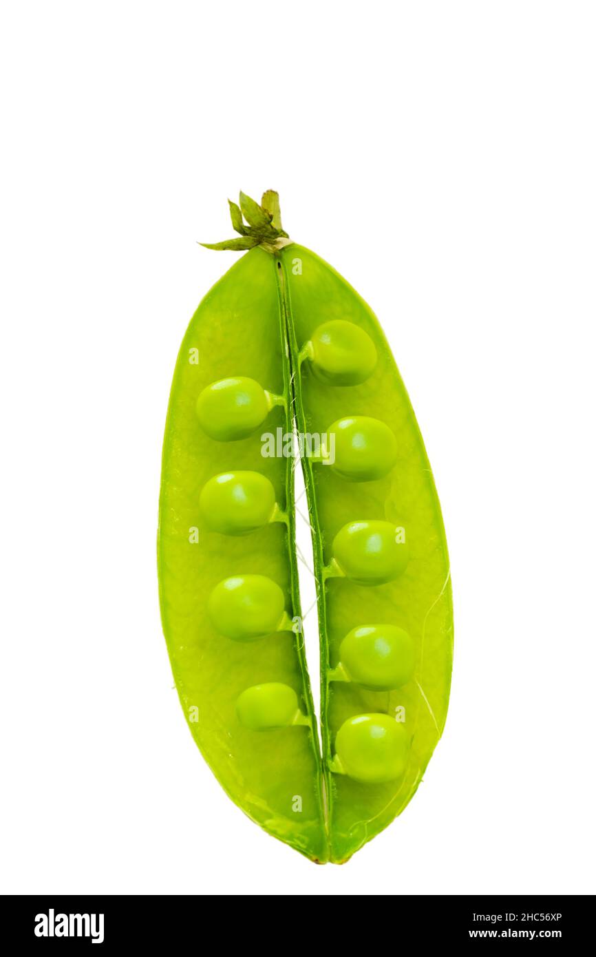 Opened Green peas pod with peas attached to it and isolated in white color background in vertical position. Stock Photo