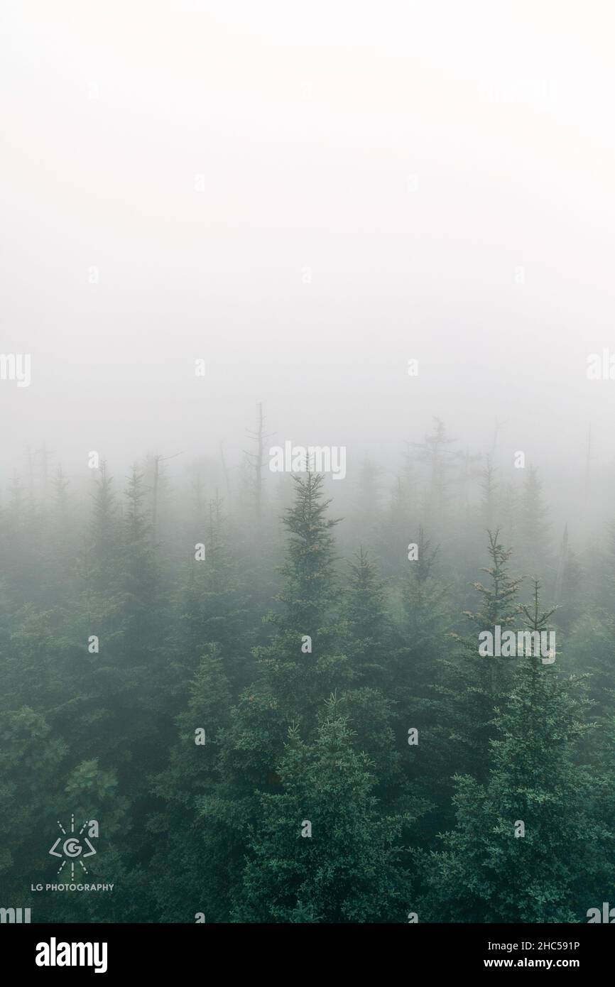 Vertical shot of tall trees with green leaves in a forest in a foggy ...