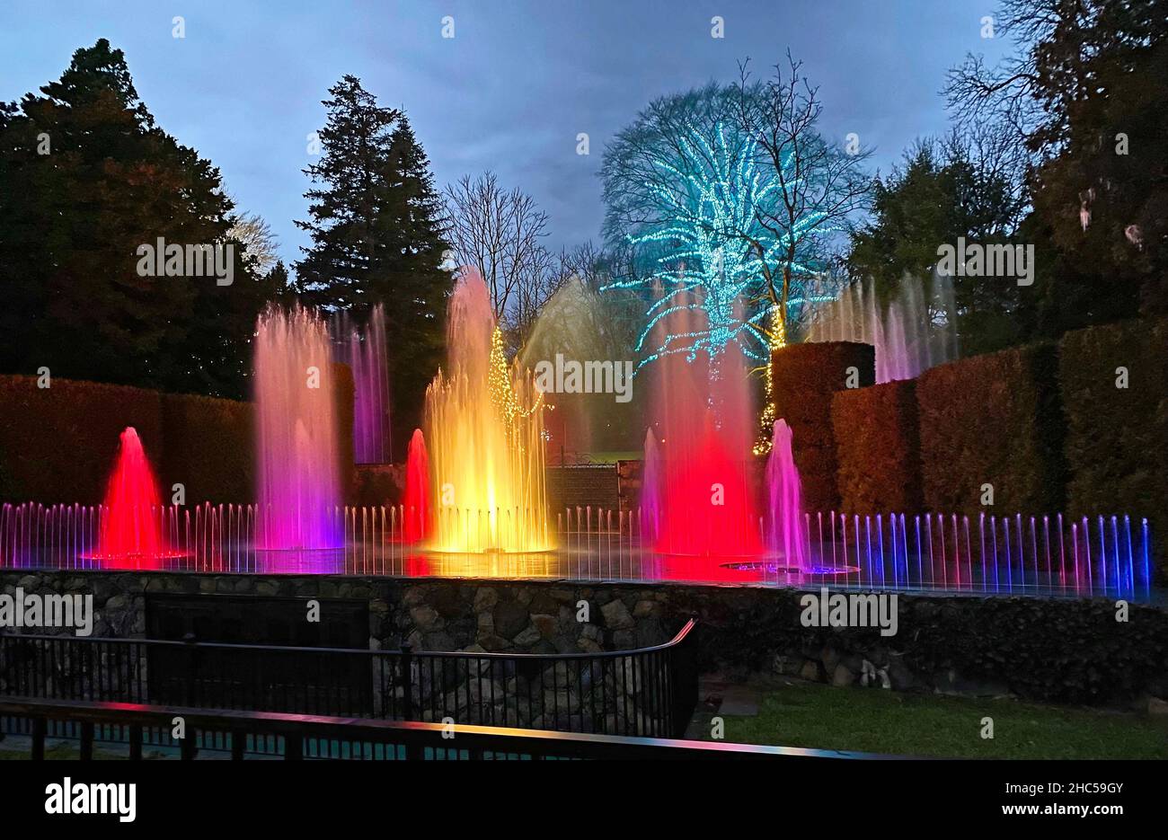 Theater Fountains, lights, dusk, dancing water, colorful, festive, tree