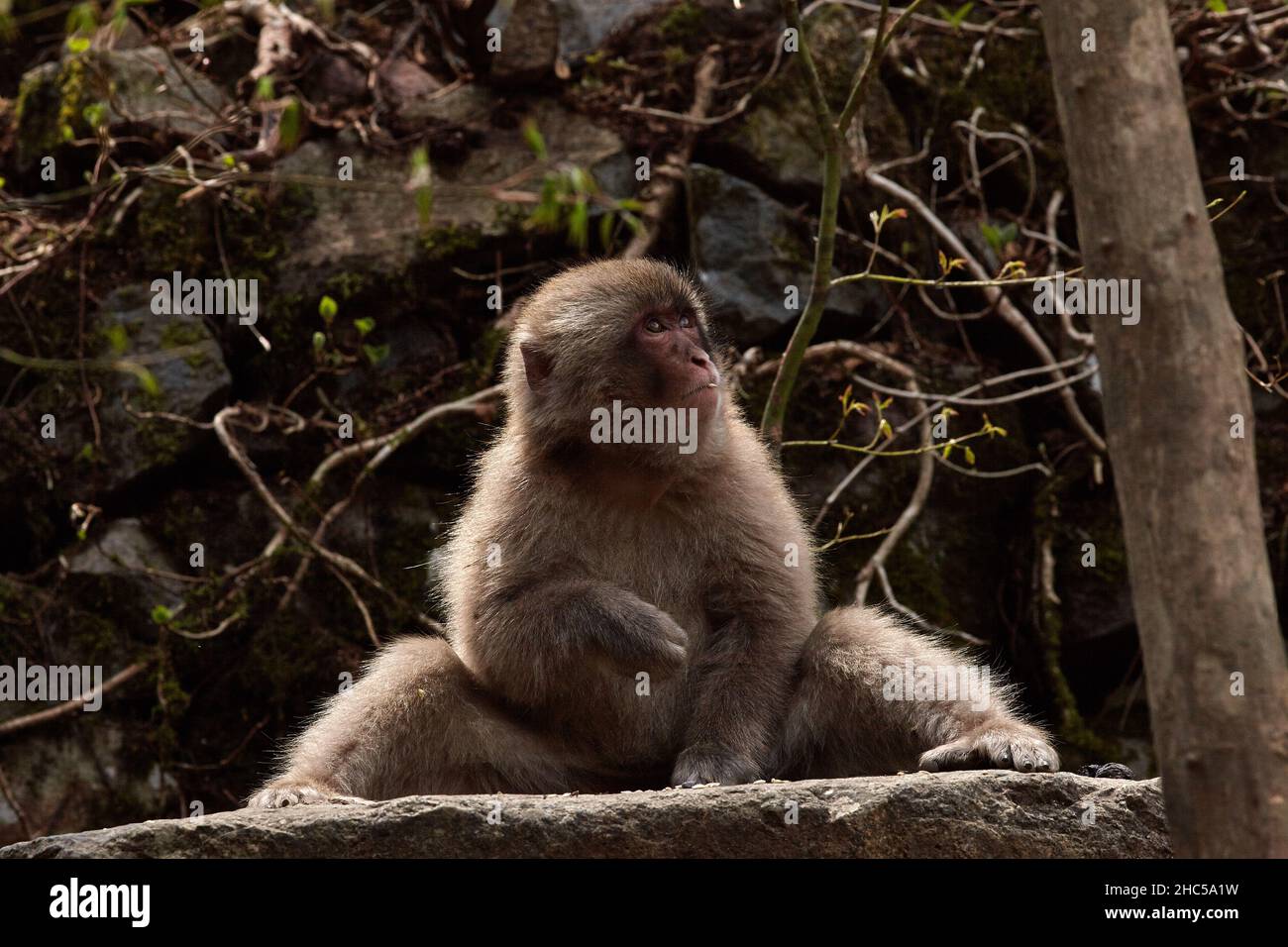 A young  funny Japanese macaque or snow monkey, Macaca fuscata, sits in the rocks in Jigokudani Monkey Park, Nagano Prefecture, Japan. Stock Photo