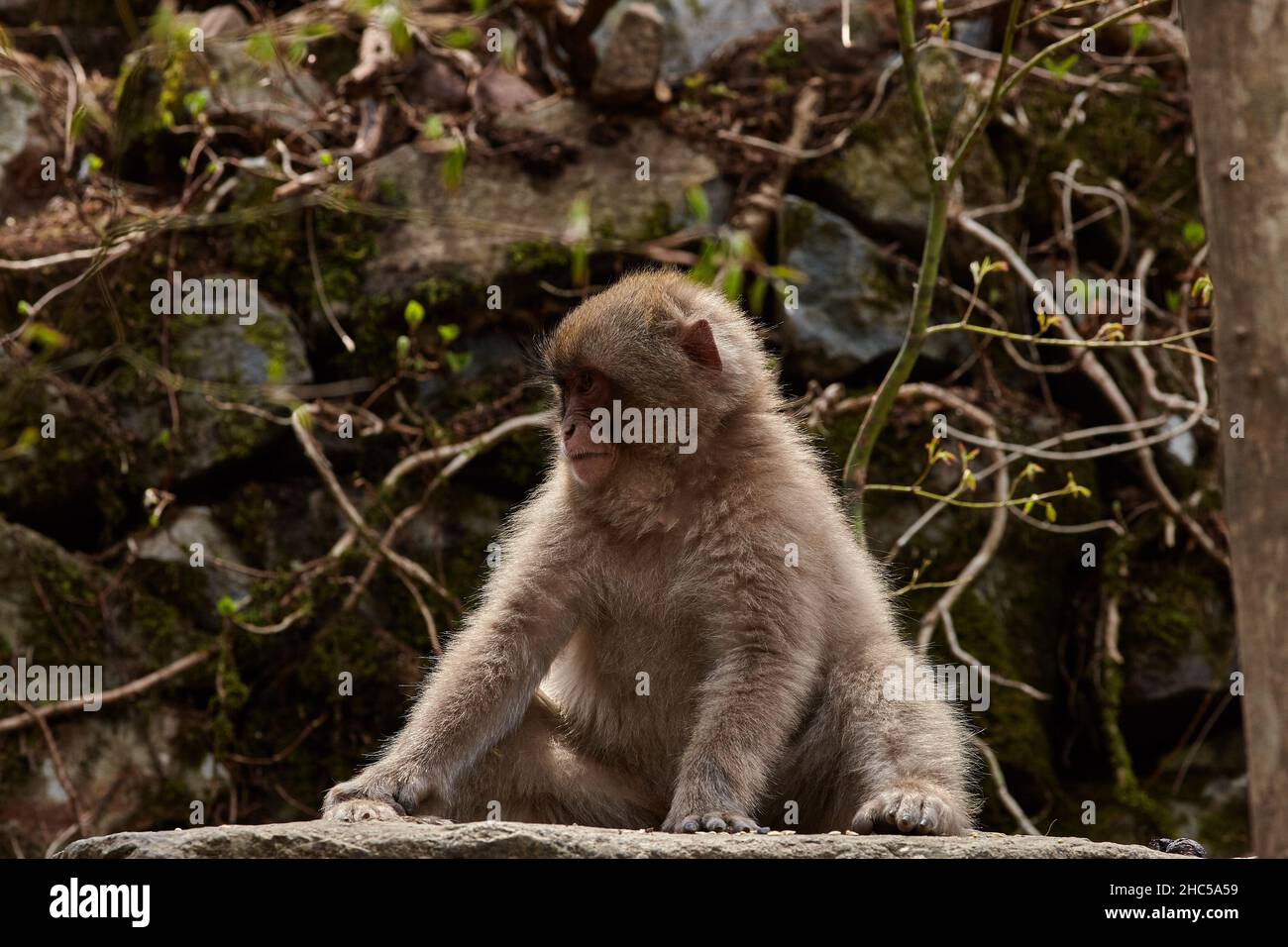 A young  funny Japanese macaque or snow monkey, Macaca fuscata, sits in the rocks in Jigokudani Monkey Park, Nagano Prefecture, Japan. Stock Photo