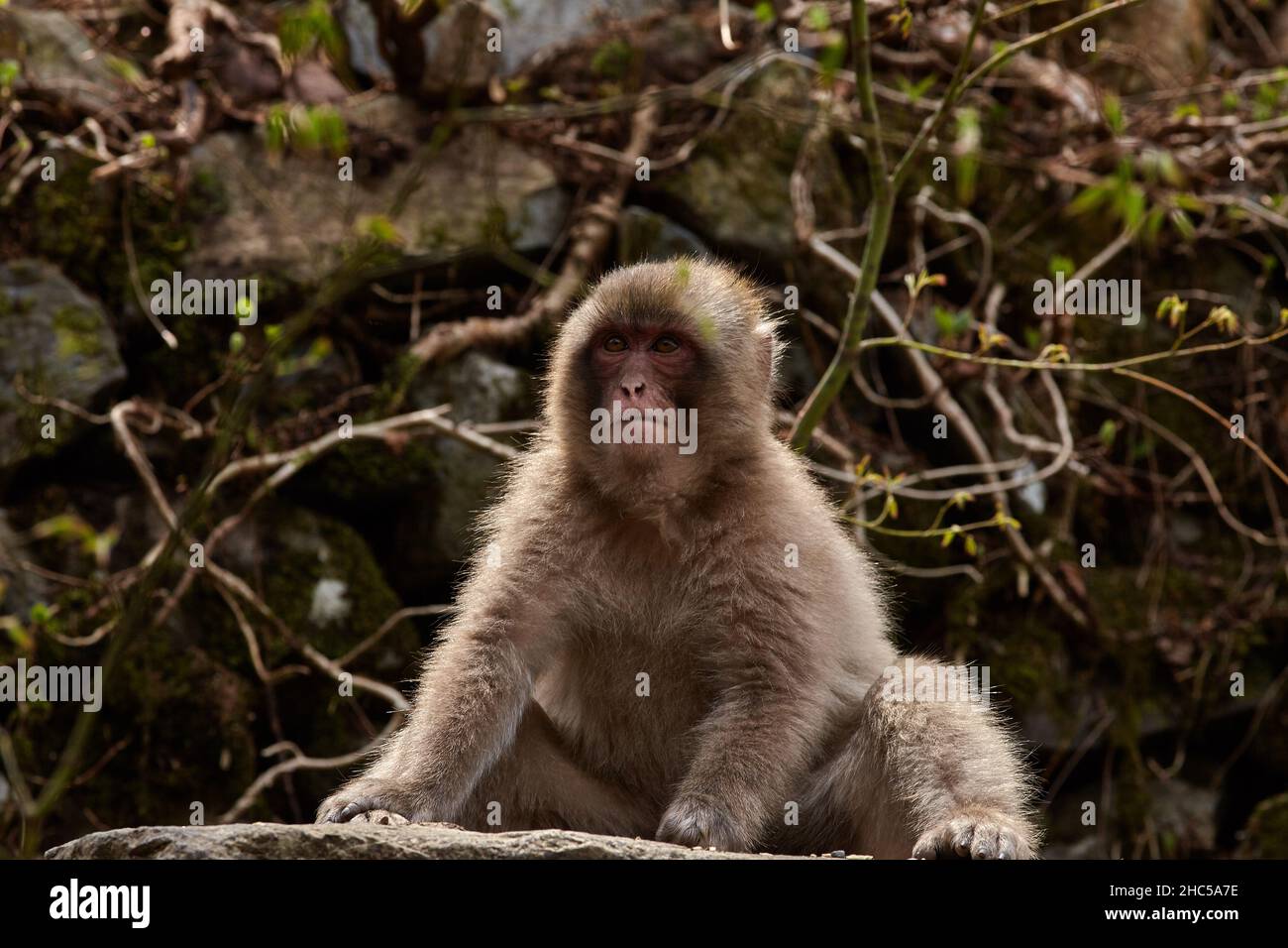 A young  funny Japanese macaque or snow monkey, Macaca fuscata, sits in the rocks in Jigokudani Monkey Park, Nagano Prefecture, Japan. Stock Photo