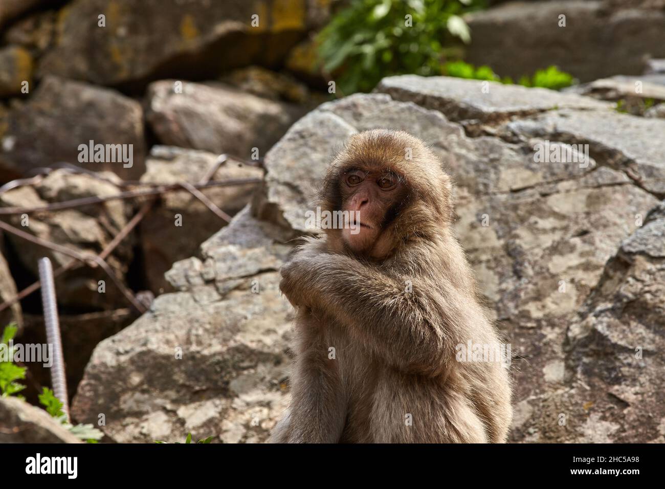 A young  funny Japanese macaque or snow monkey, Macaca fuscata, sits in the rocks in Jigokudani Monkey Park, Nagano Prefecture, Japan. Stock Photo