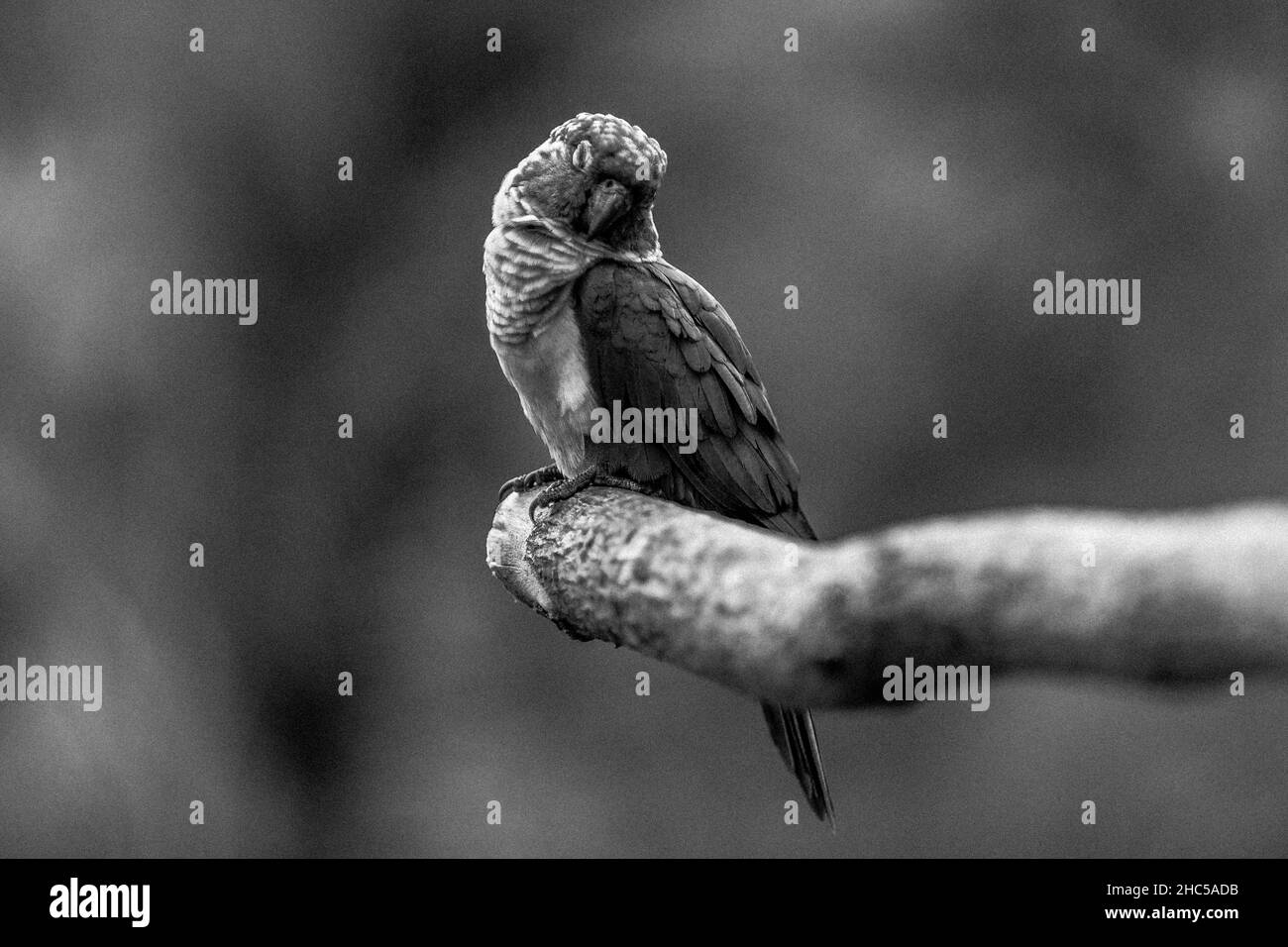 Selective focus shot of a small parrot perched on a tree branch in black and white colors Stock Photo