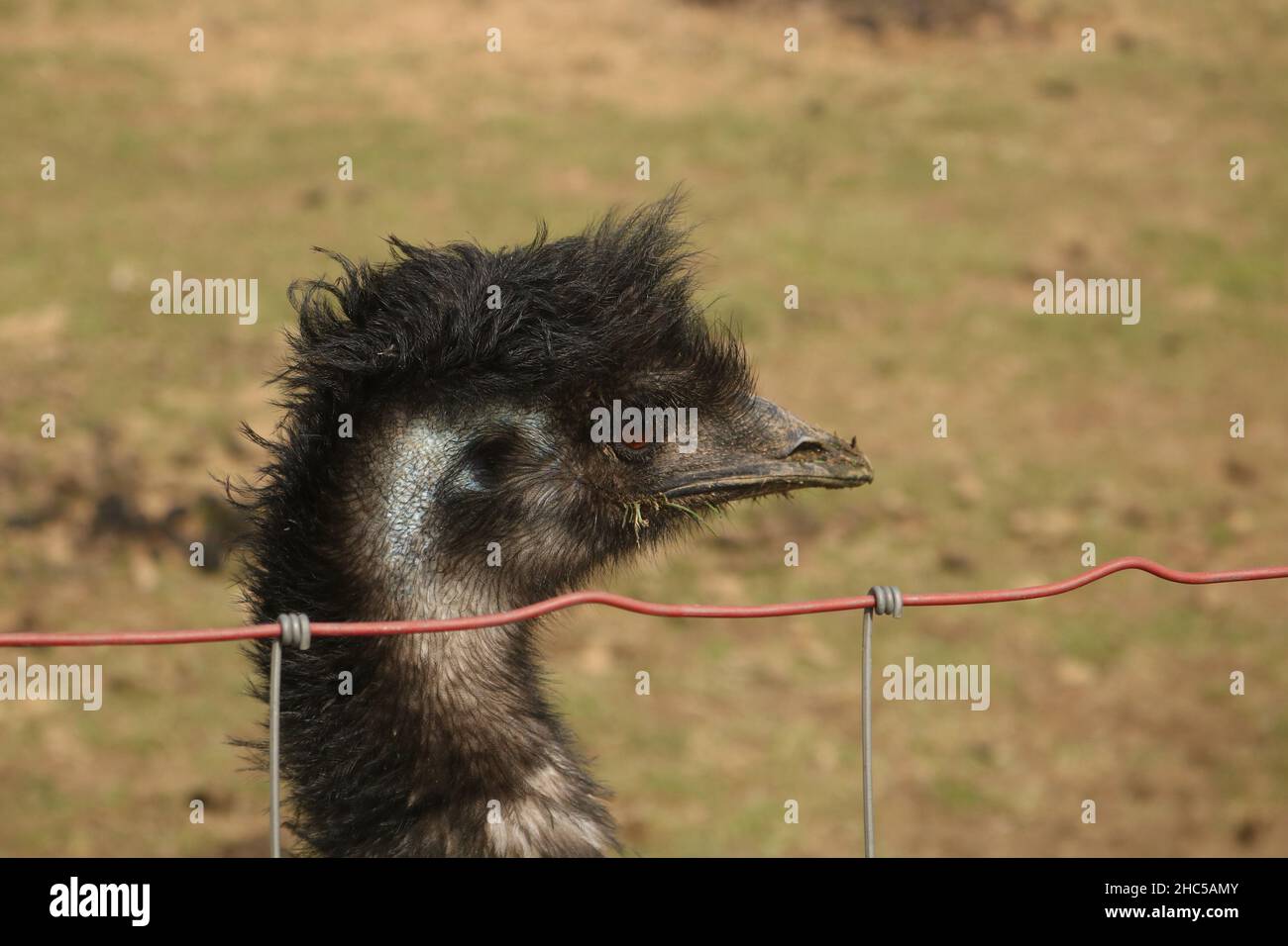A portrait of an ostrich behind a fence Stock Photo