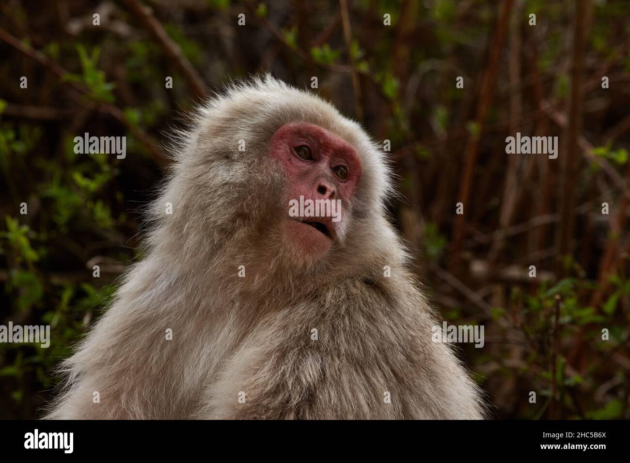A young  funny Japanese macaque or snow monkey, Macaca fuscata, sits in the rocks in Jigokudani Monkey Park, Nagano Prefecture, Japan. Stock Photo