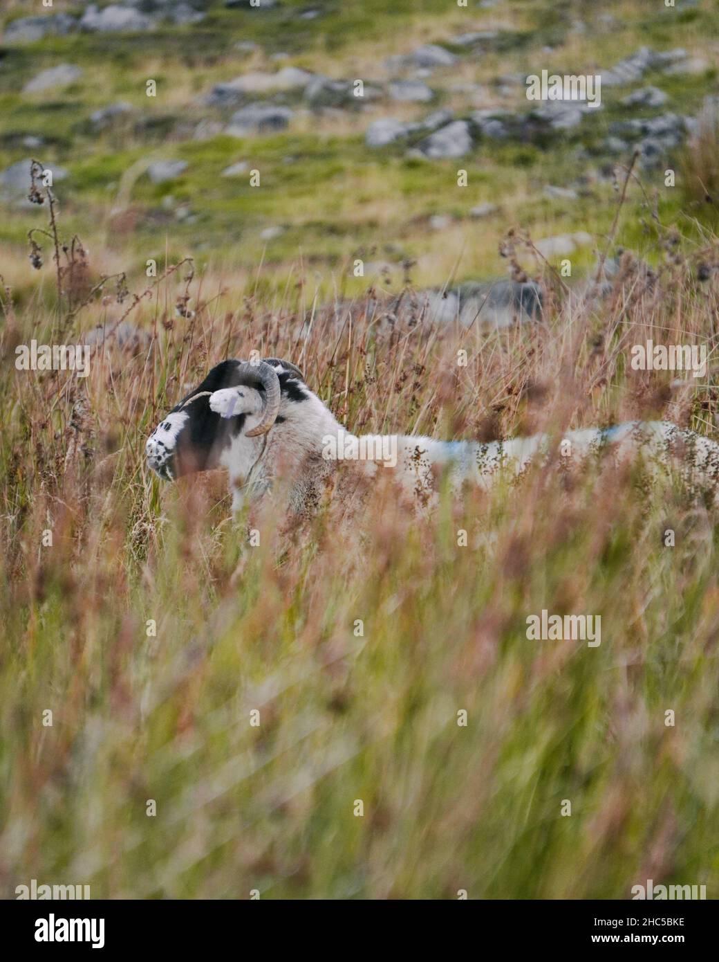 Vertical shot of a sheep grazing in the green field - agriculture Stock ...