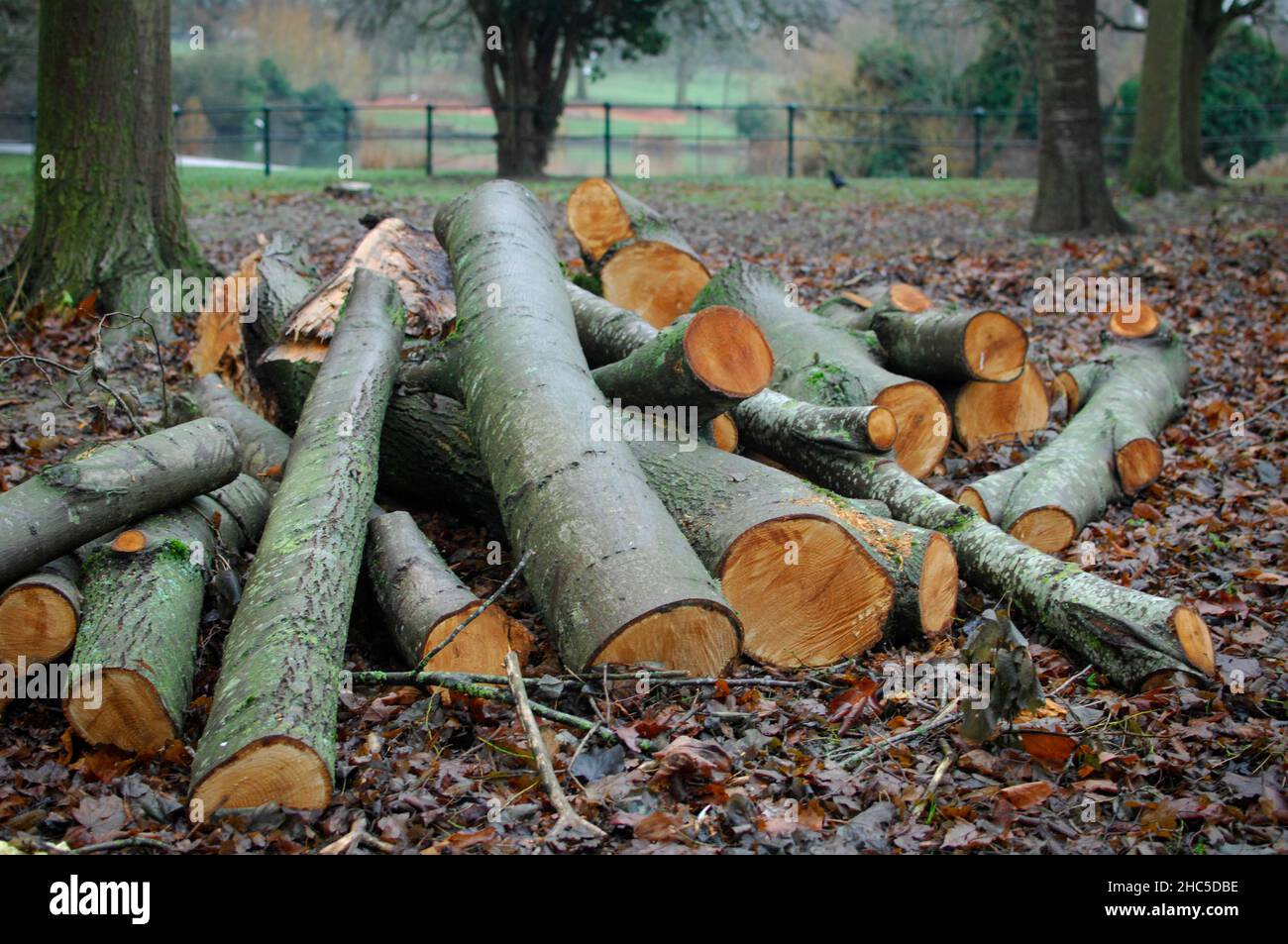 Forestry commission work of tree felling in Abington Park in ...