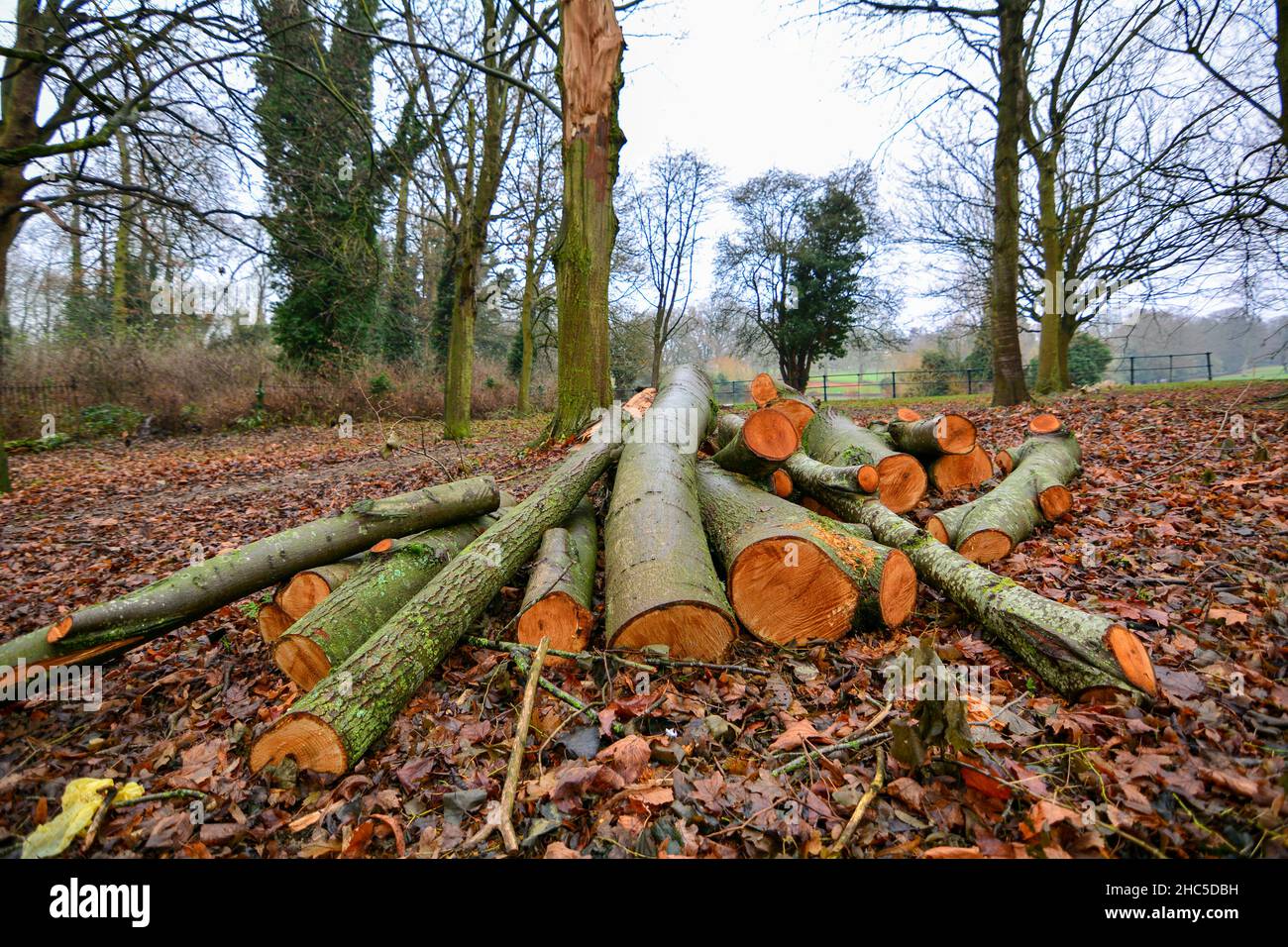 Forestry commission work of tree felling in Abington Park in ...