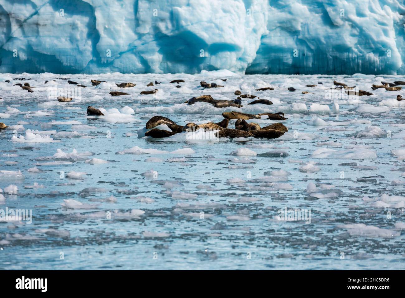 Harbor Seal (Phoca vitulina) resting on ice in Unakiwik Inlet in Prince William Sound, Alaska Stock Photo