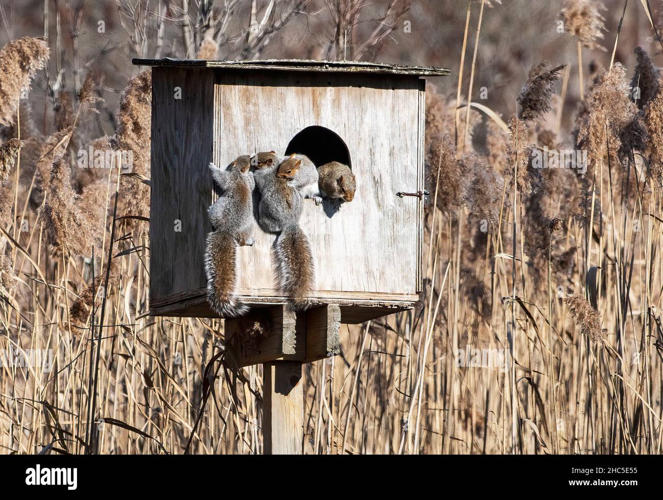 A family of grey squirrels have taken over a barn owl nesting  box Stock Photo