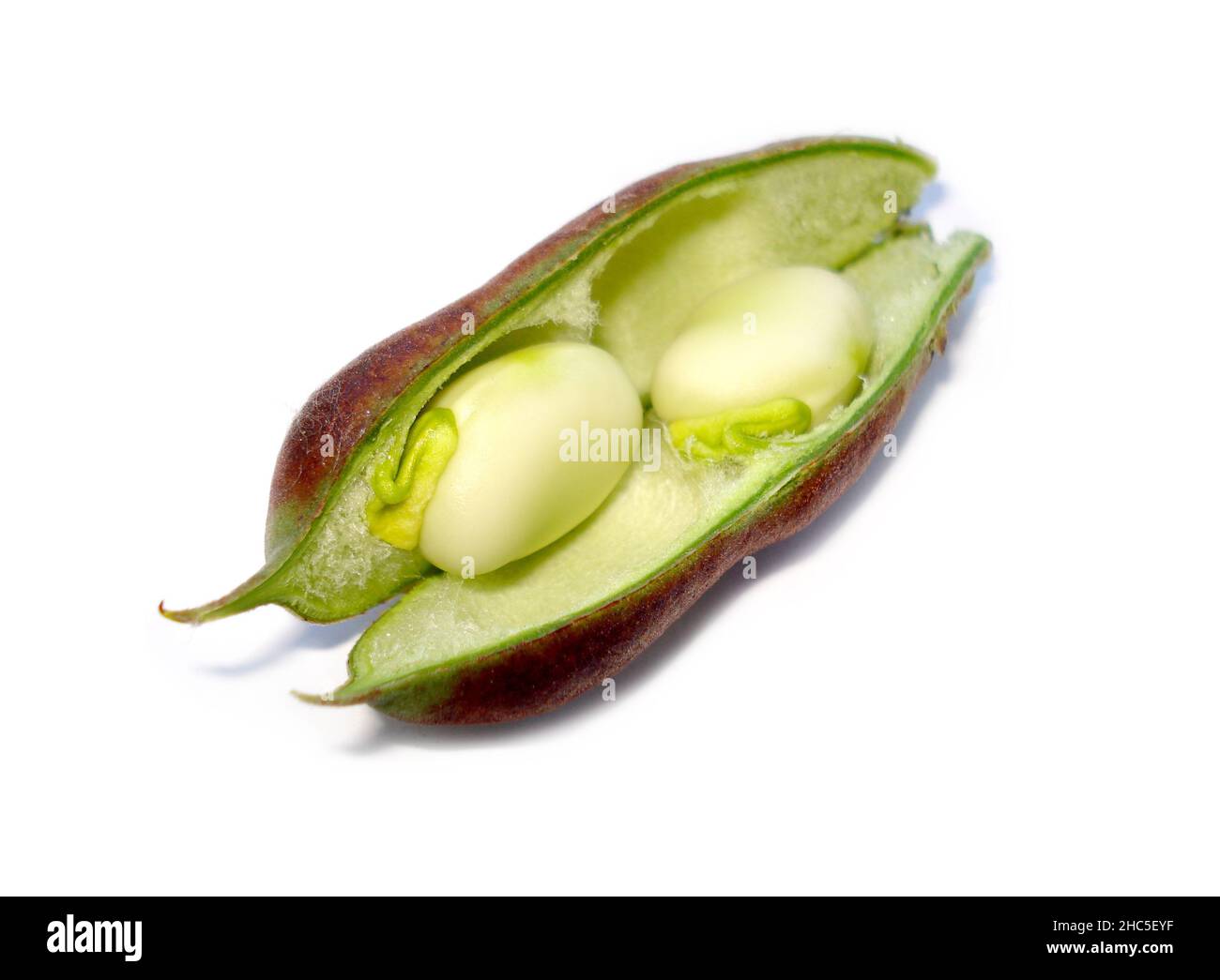 Vicia Faba, Broad Beans. Russian black beans in milk ripeness. Stock Photo