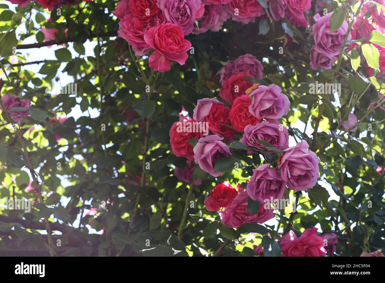 Closeup shot of beautiful pink and red roses blooming in the garden ...