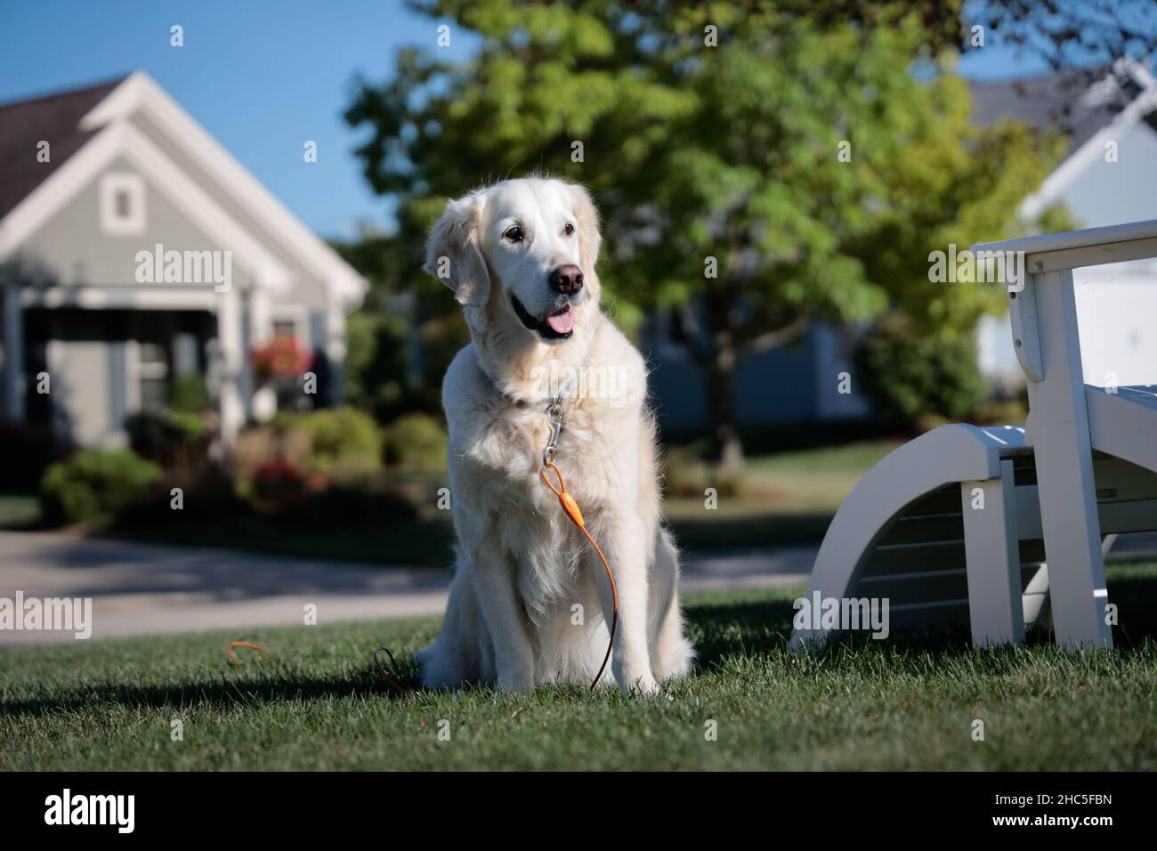 Golden retriever in the park hi-res stock photography and images - Alamy