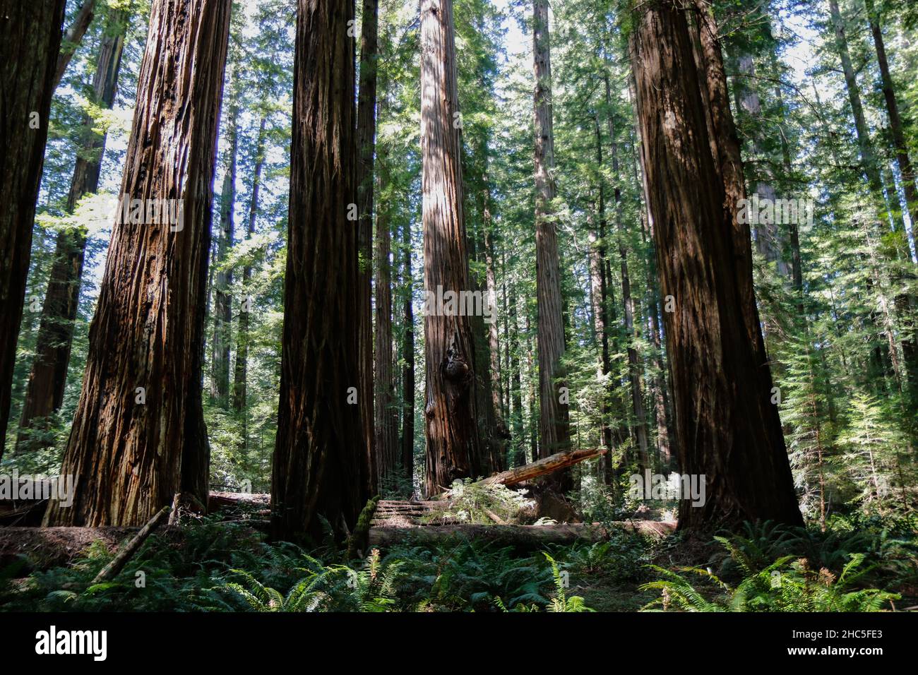 View of the tall trees in the beautiful forest Stock Photo - Alamy