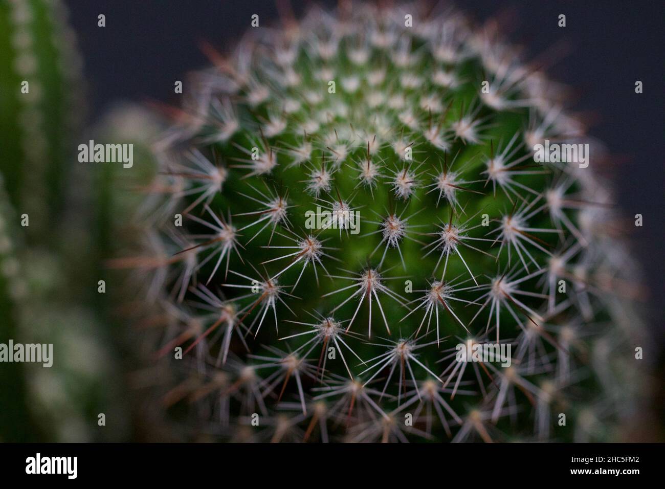Closeup of the spiny pincushion cactus. Mammillaria spinosissima. Stock Photo