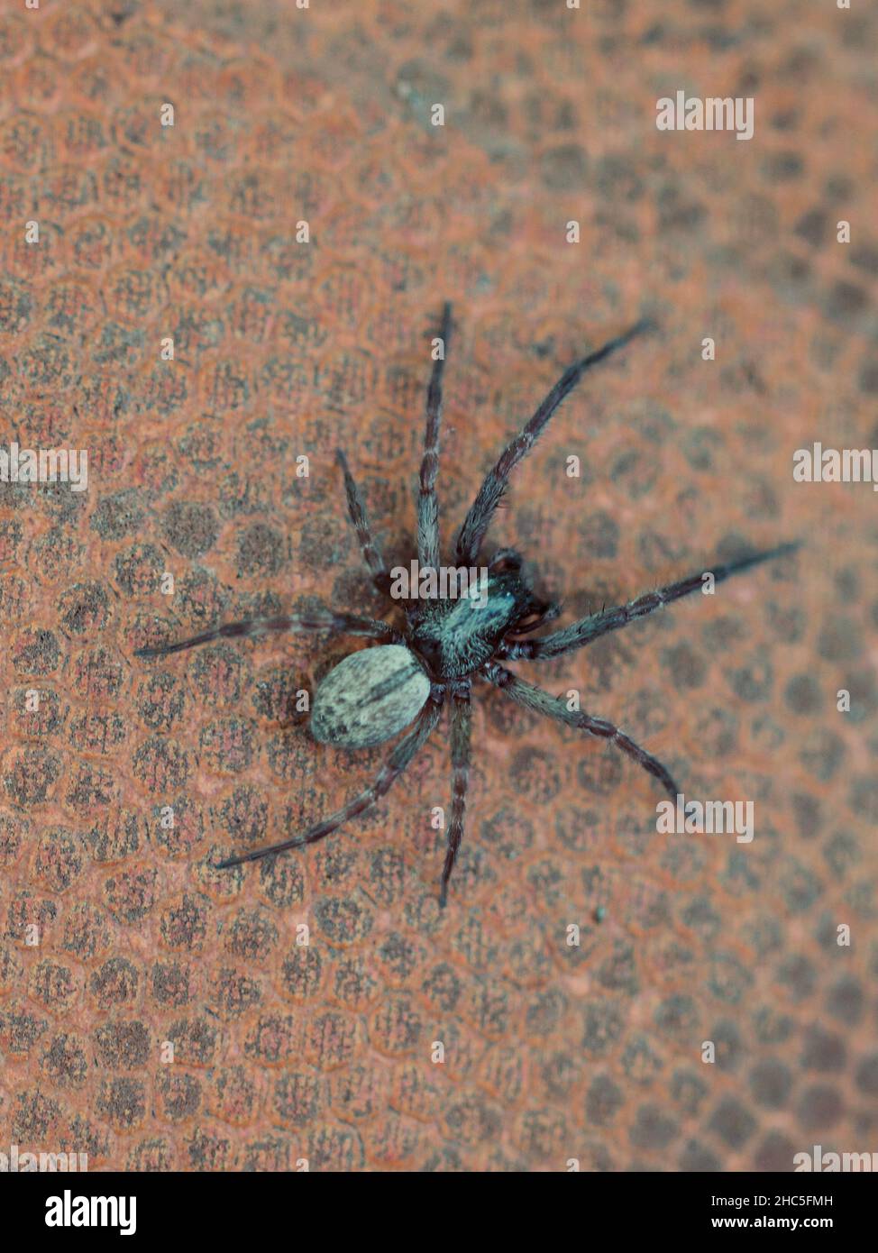 39 Lace Web Spider Stock Photos, High-Res Pictures, and Images