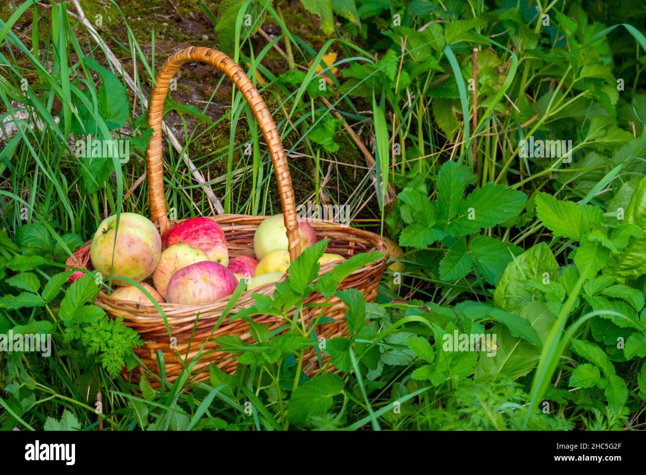 Organic apple harvest, basket of freshly harvested apples with natural blemishes and spots. Red and green freshly picked apples in basket on green gra Stock Photo