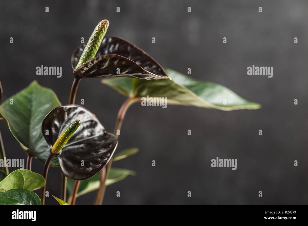 house spider plant Spider Plant | Houseplant