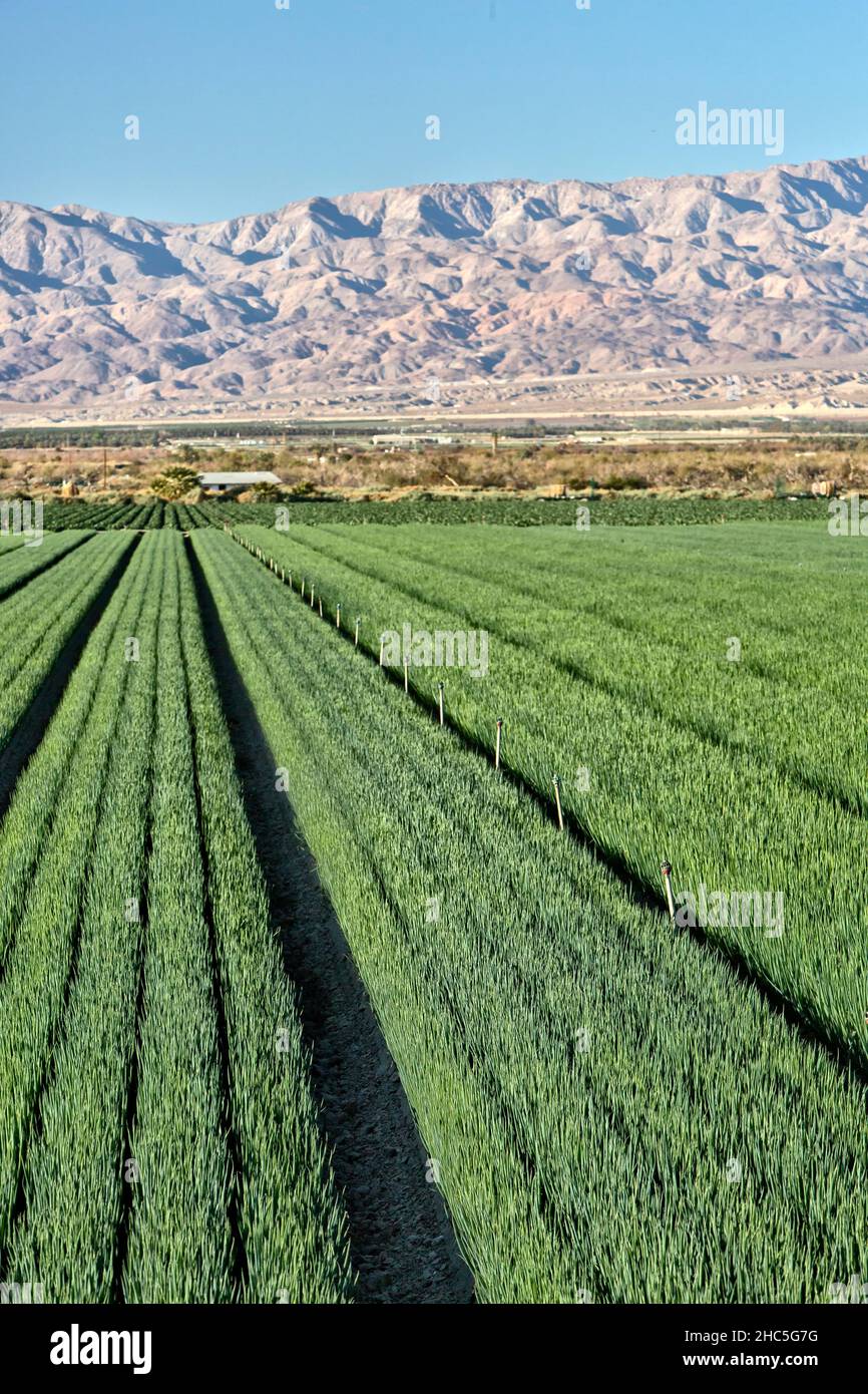 Green Onion maturing field 'Allium cepa', inactive irrigation sprinklers,  Santa Rosa Mountain Range. Stock Photo