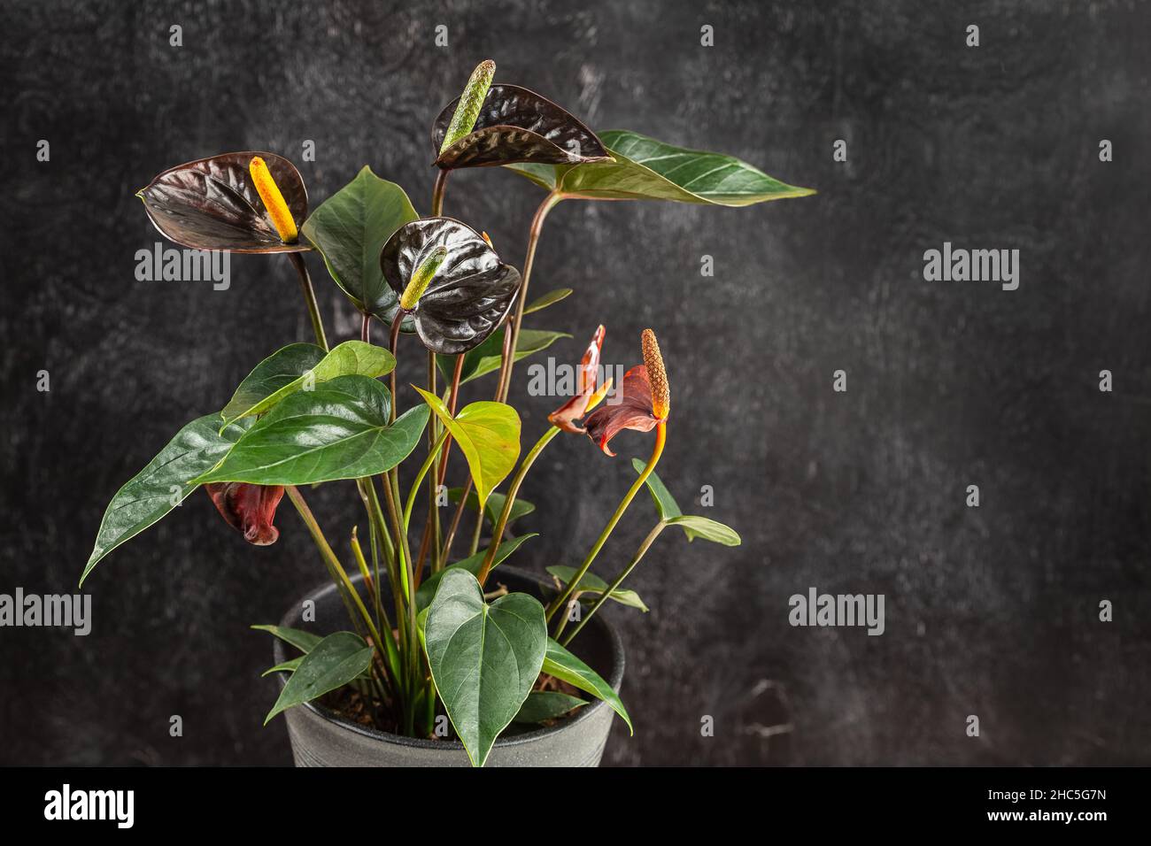 Black Queen Anthurium Andreanum over dark background. Flamingo Flower ...