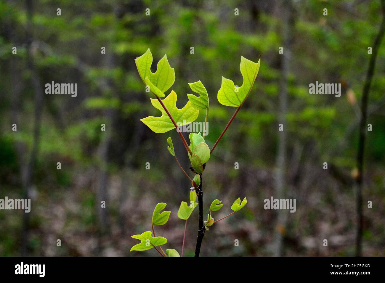 Leaves on a stem hi-res stock photography and images - Alamy