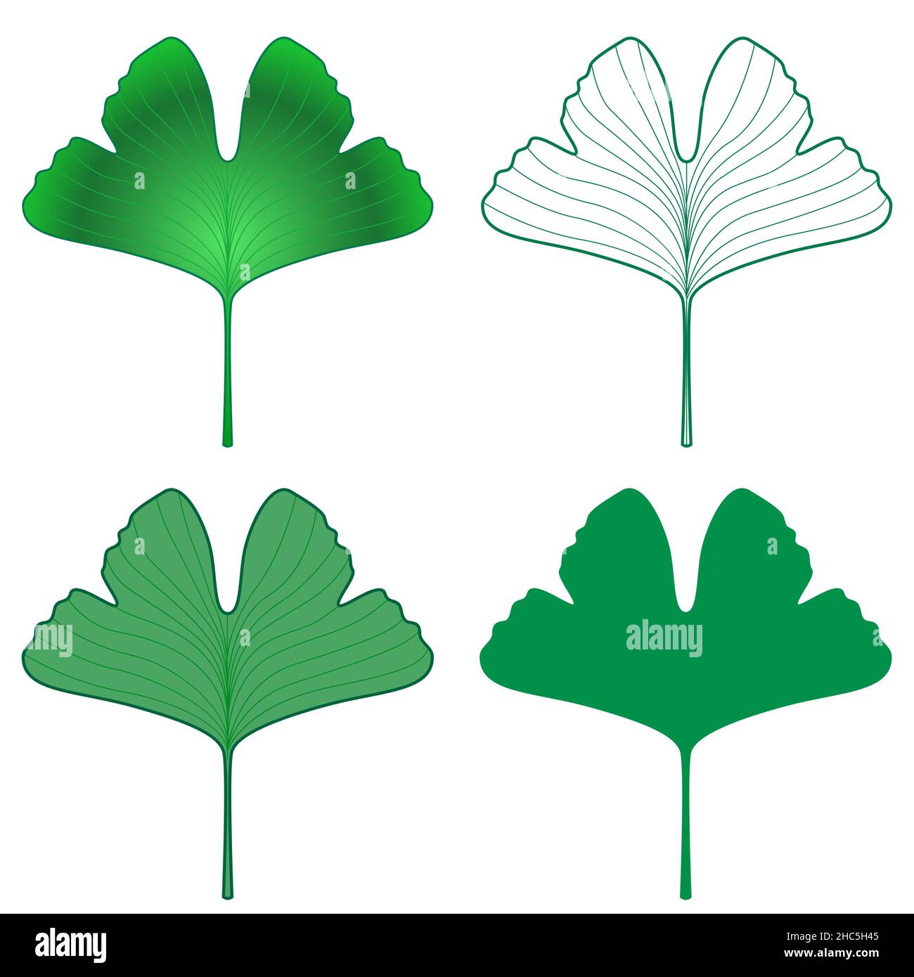 Ginkgo biloba fresh green leaf illustration set Stock Vector