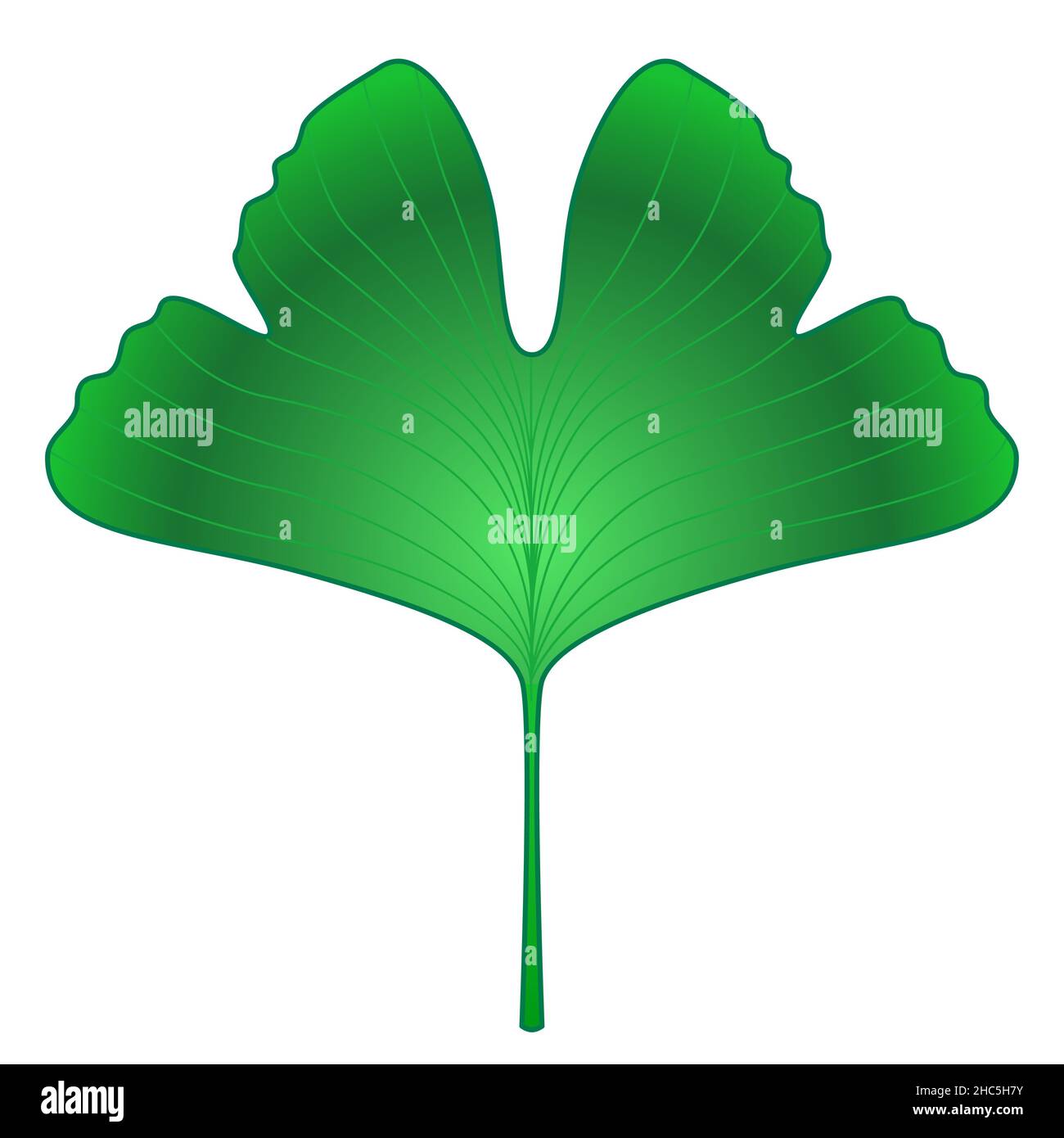 Ginkgo biloba fresh green leaf illustration Stock Vector