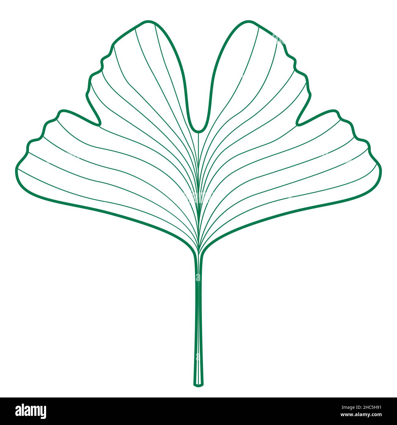 Ginkgo biloba green contour leaf illustration Stock Vector