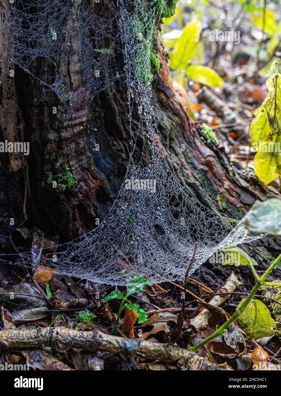 spider's web at base of tree in ancient woodland Stock Photo