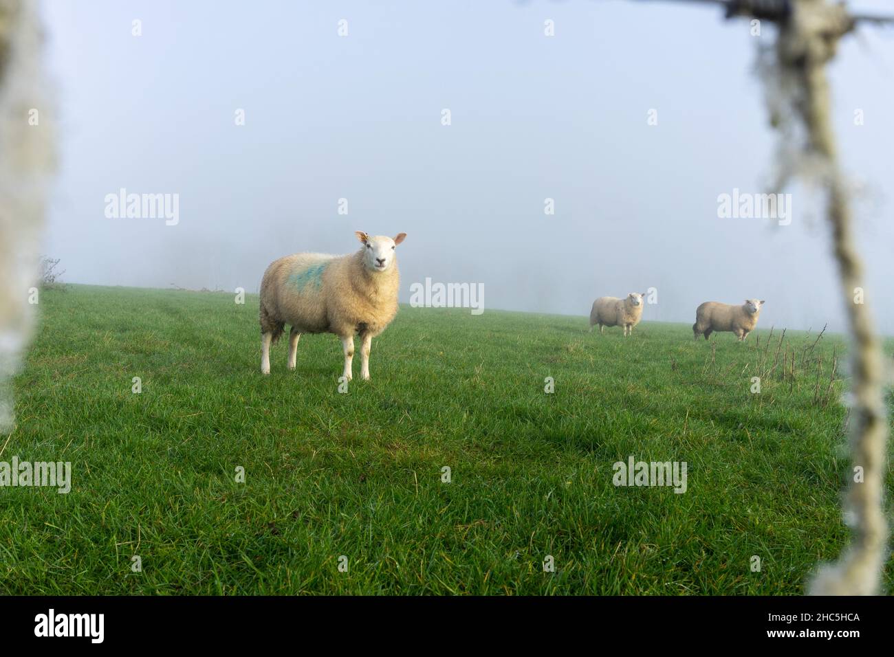 wary sheep looking through fence Stock Photo