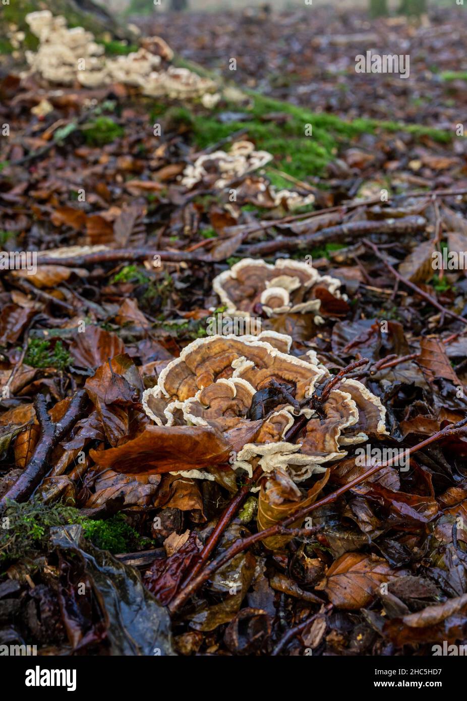 Fungus spread across the woodland floor. Stock Photo