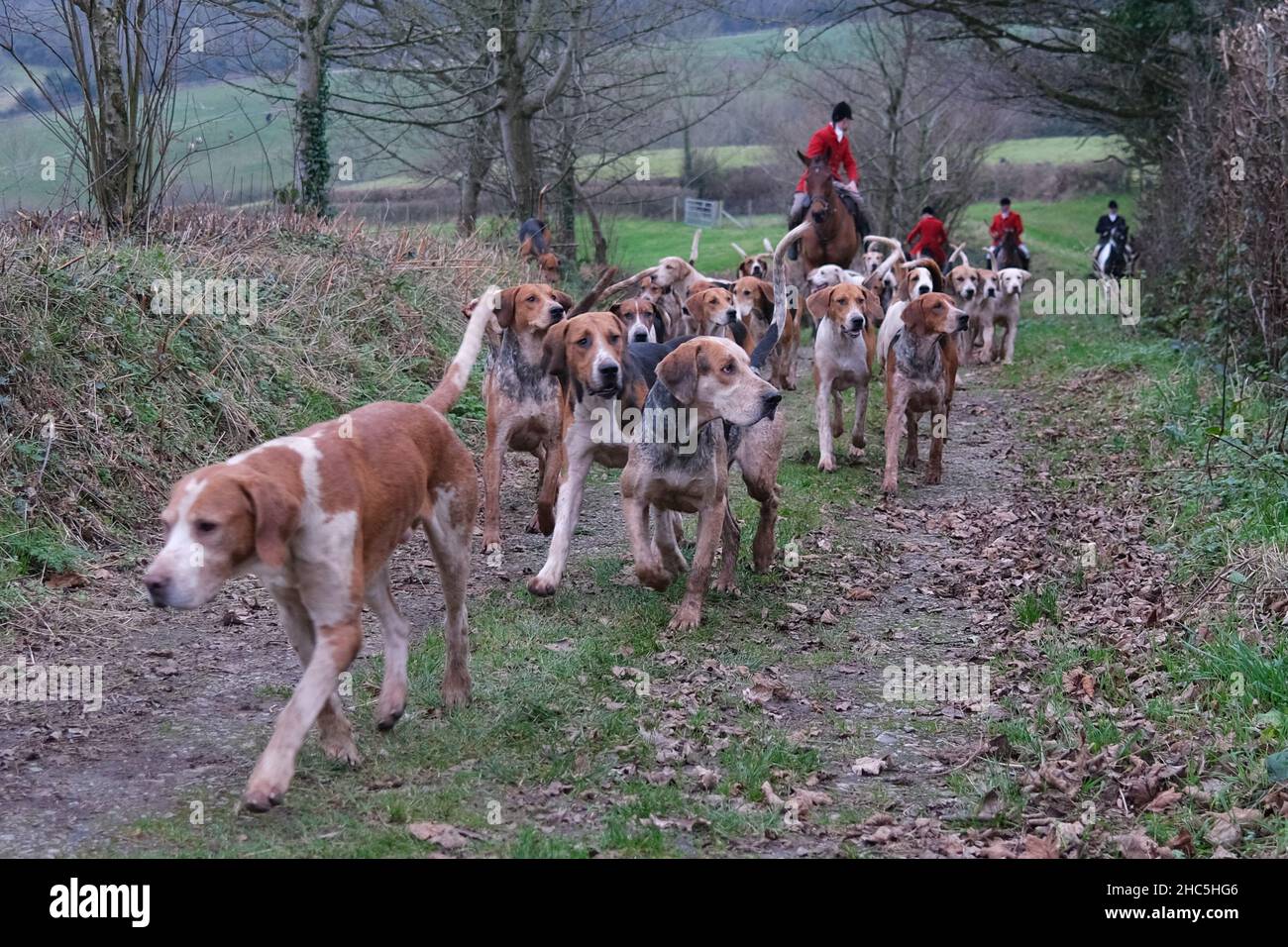 Members of East Devon hunt seen riding out with hounds on Winter ...