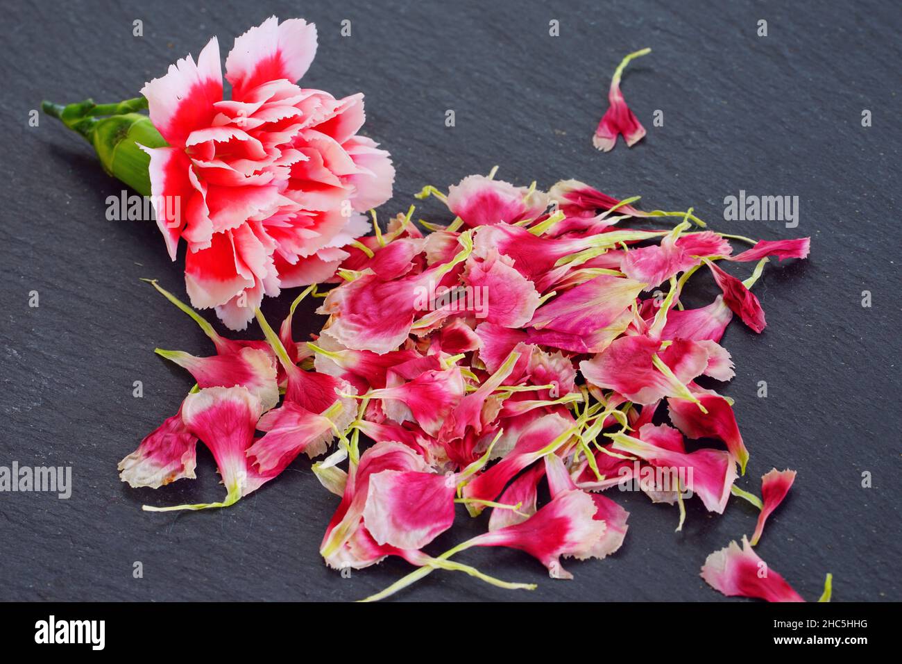 Pressed carnation flower petals in pink and white Stock Photo Alamy