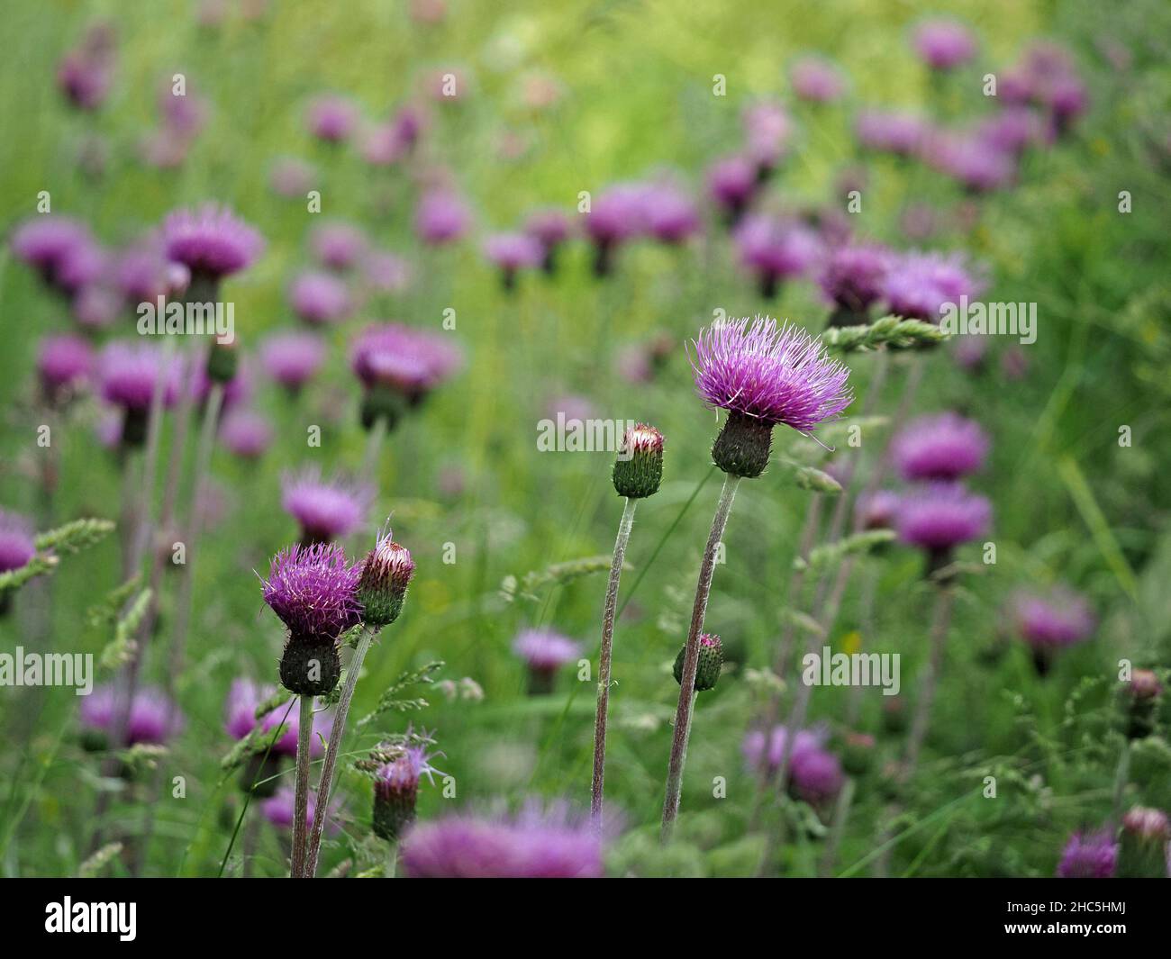 mass of purple thistlelike flowers of Common or Black Knapweed