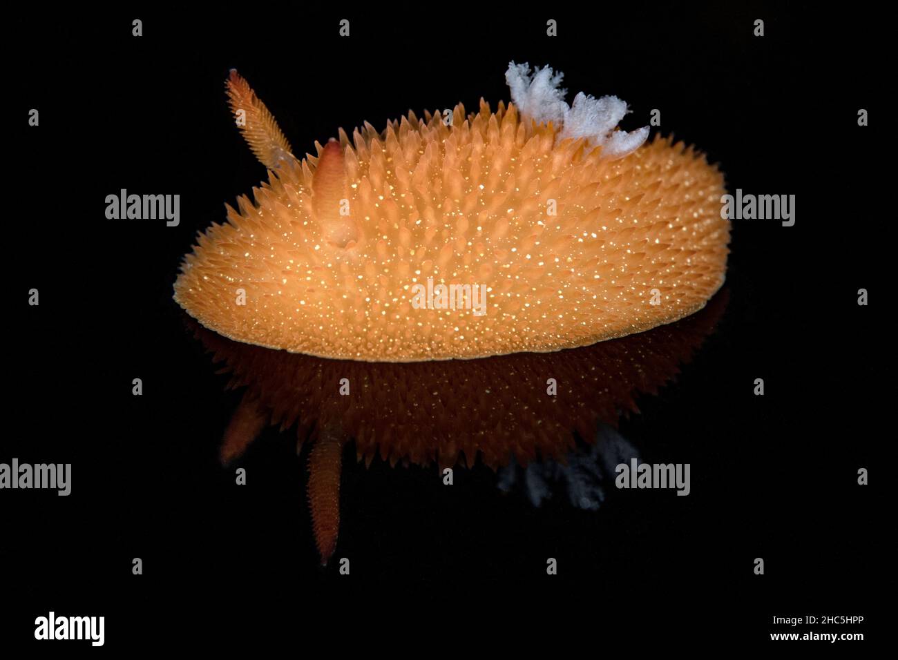 Acanthodoris lutea Stock Photo