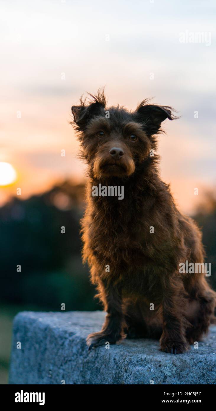 Vertical closeup shot of a cute Australian Silky Terrier outdoors on a sunset background Stock Photo